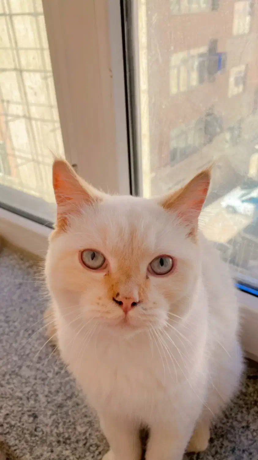 واگذاری گربه بریتیش|گربه|بندرعباس, |دیوار