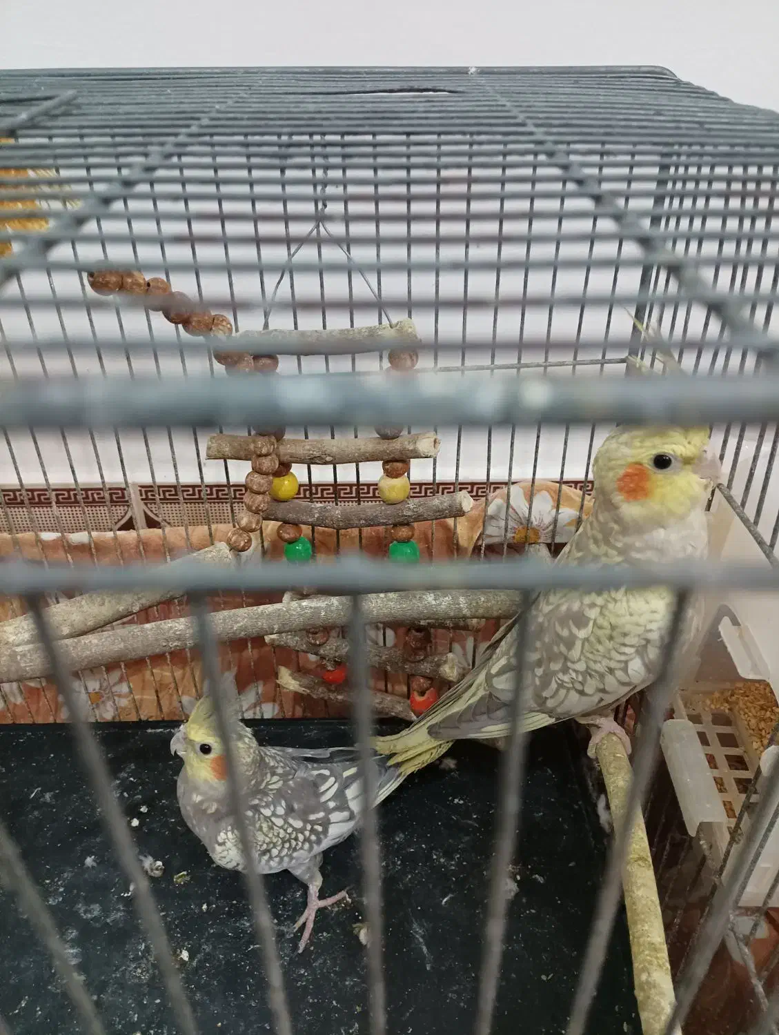 یک جفت عروس هلندی کنجدی|پرنده|آمل, |دیوار