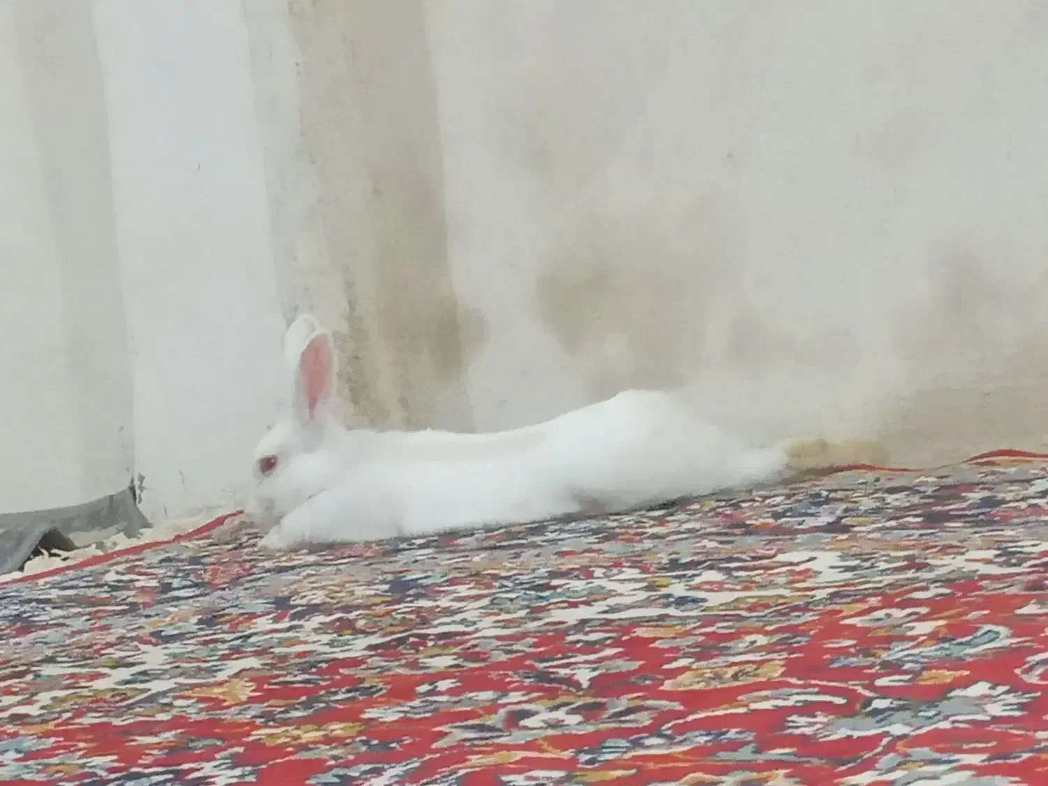خرگوش|موش و خرگوش|شیروان (خراسان), |دیوار