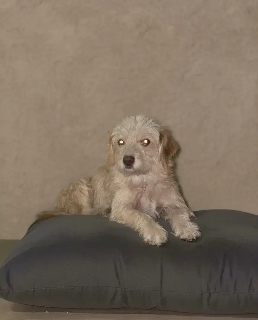 سگ پا کوتاه|سگ|گلپایگان, |دیوار