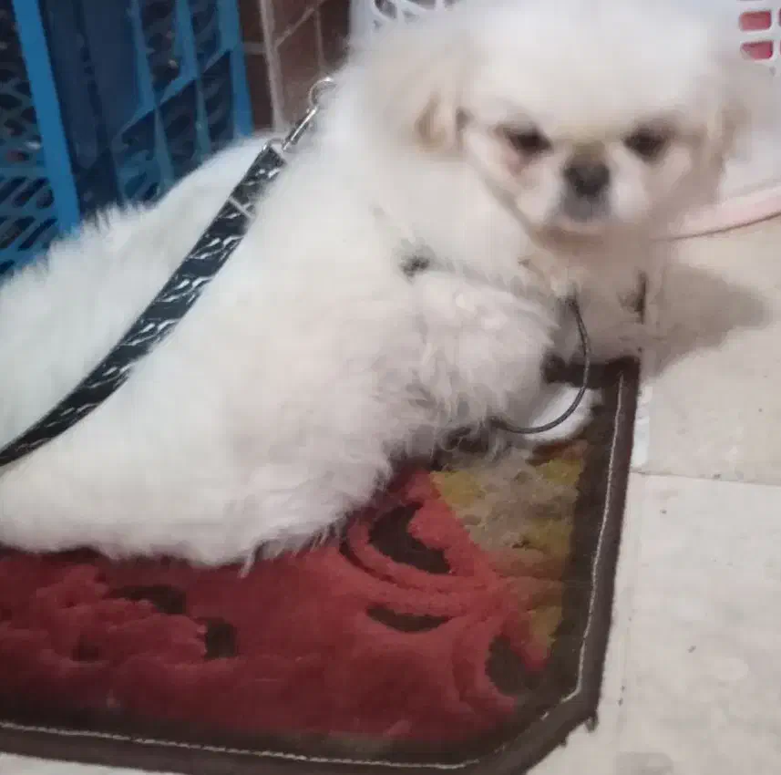 سگ پا کوتاه پیکینیز|سگ|تهران, حکمت|دیوار