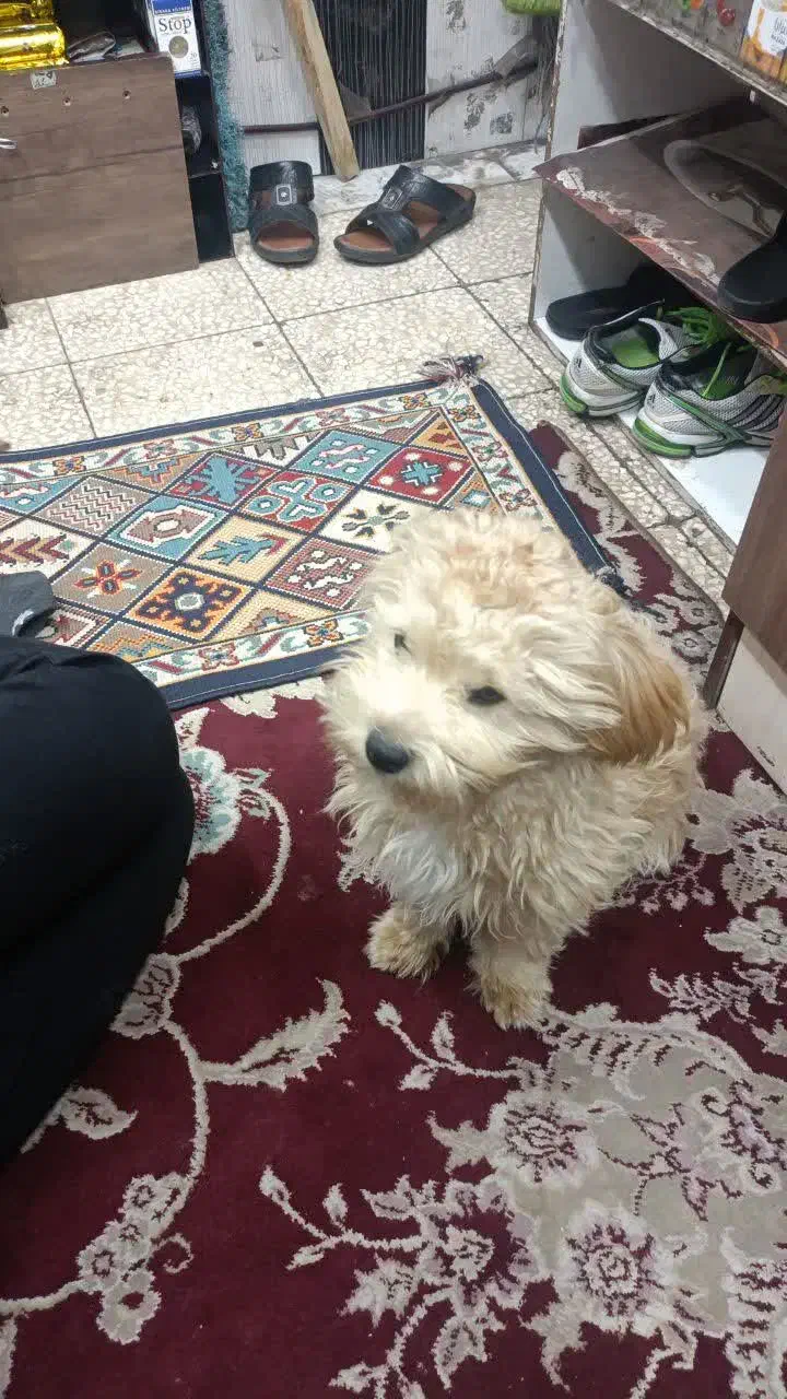 سگ خانگی|سگ|قم, هفت تیر|دیوار