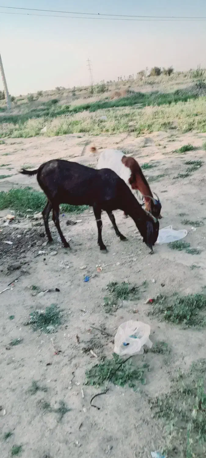 بز هیکلی|حیوانات مزرعه|جیرفت, |دیوار