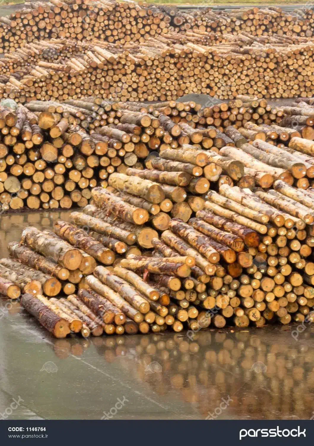 خریدار چوب های شما|خدمات باغبانی و درختکاری|الشتر, |دیوار