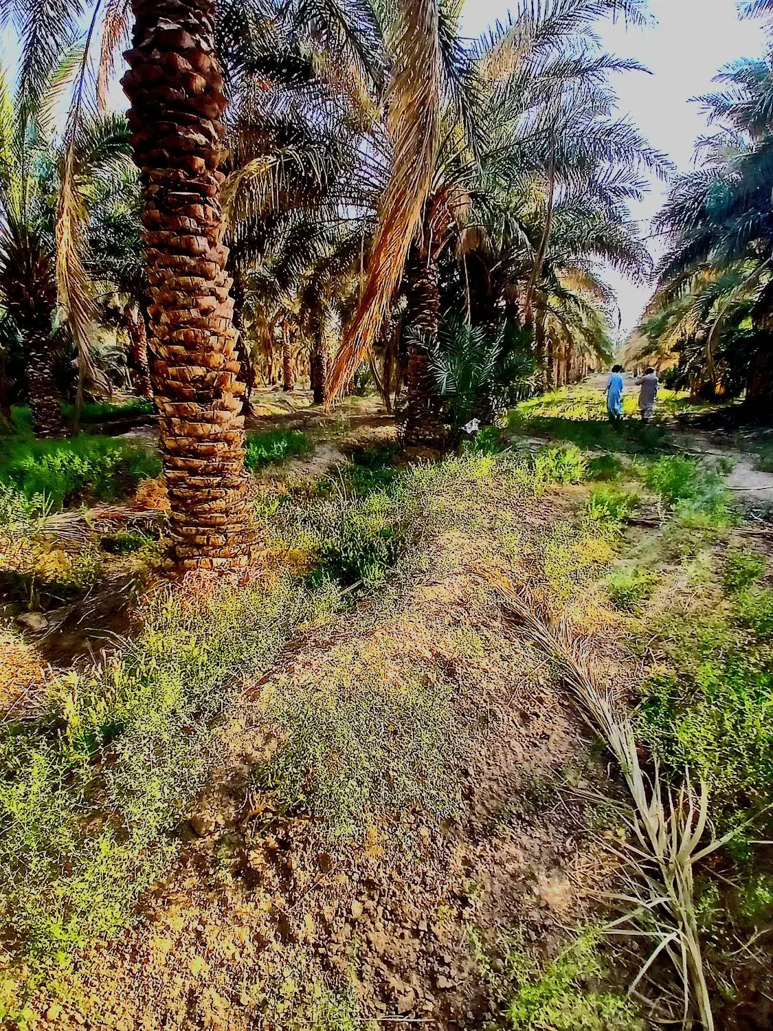 باغبان|خدمات باغبانی و درختکاری|میرجاوه, |دیوار