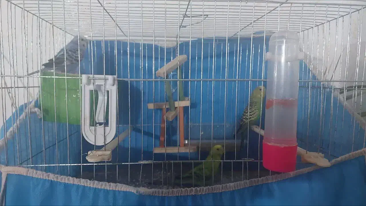 یک جفت مرغ عشق با کلیه تجهیزات|پرنده|قزوین, |دیوار