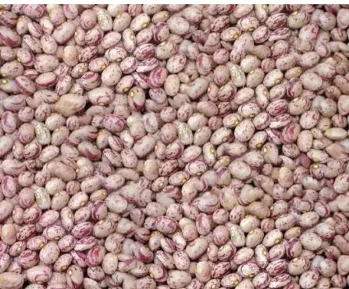 لوبیا چیتی تمیز وخوب|خوردنی و آشامیدنی|مرودشت, علیآباد|دیوار