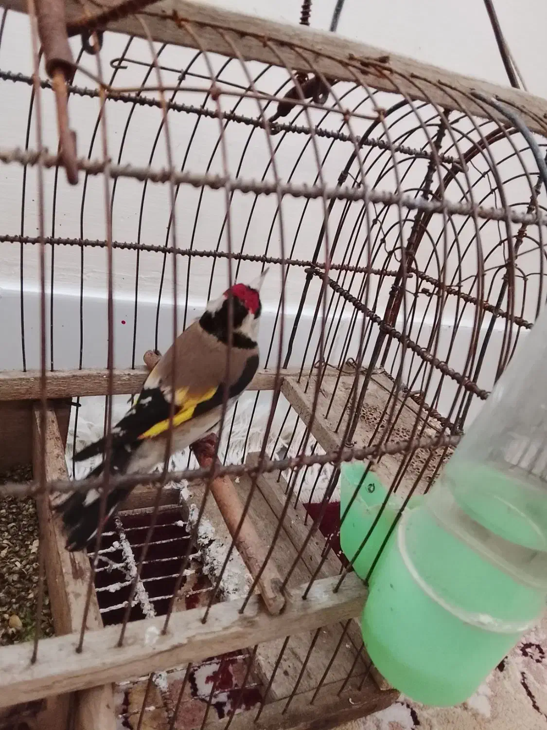 سهره|پرنده|تویسرکان, |دیوار