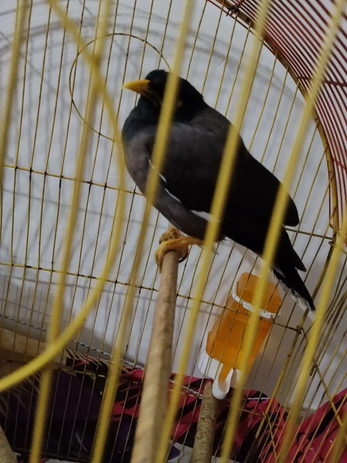 مرغ مینا|پرنده|جوادآباد, |دیوار