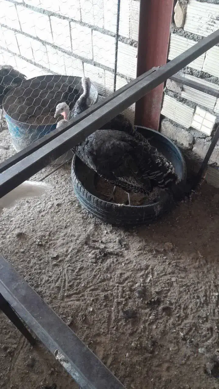 ماده بوقلمون|حیوانات مزرعه|یزد, |دیوار