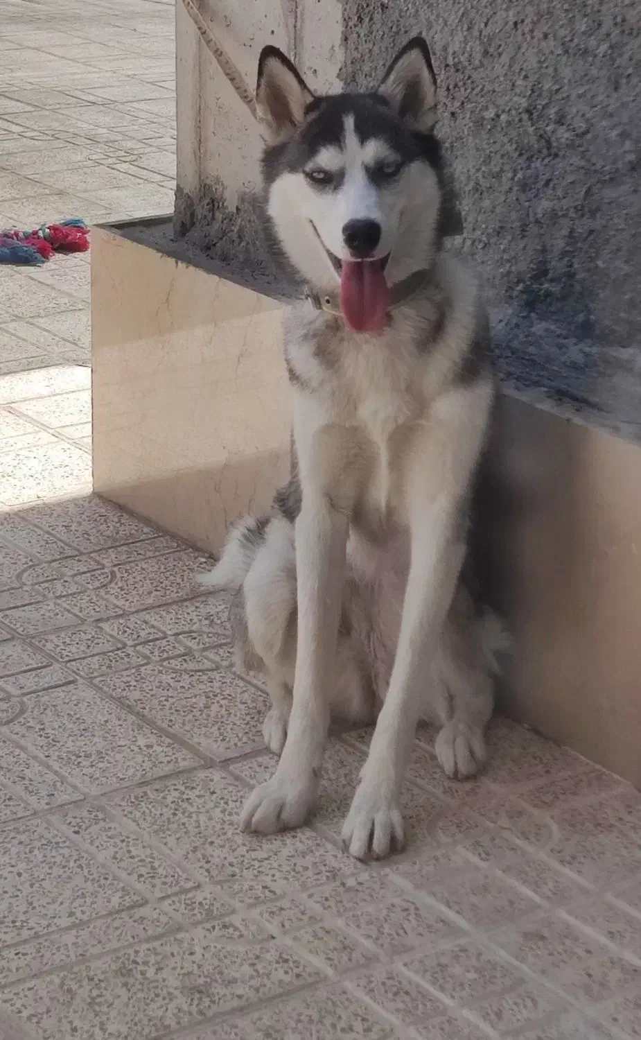 واگذاری سگ هاسکی|سگ|کرمان, |دیوار