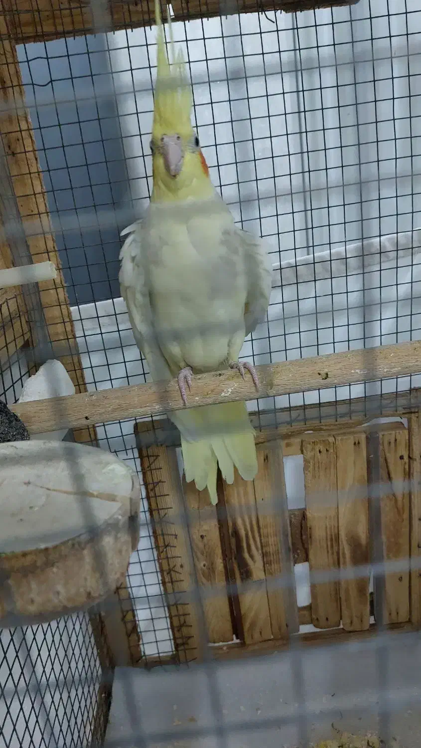 عروس هلندی|پرنده|چهاردانگه (تهران), |دیوار