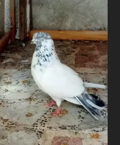 کبوتر پرشی|پرنده|رشت, سلیمانداراب|دیوار