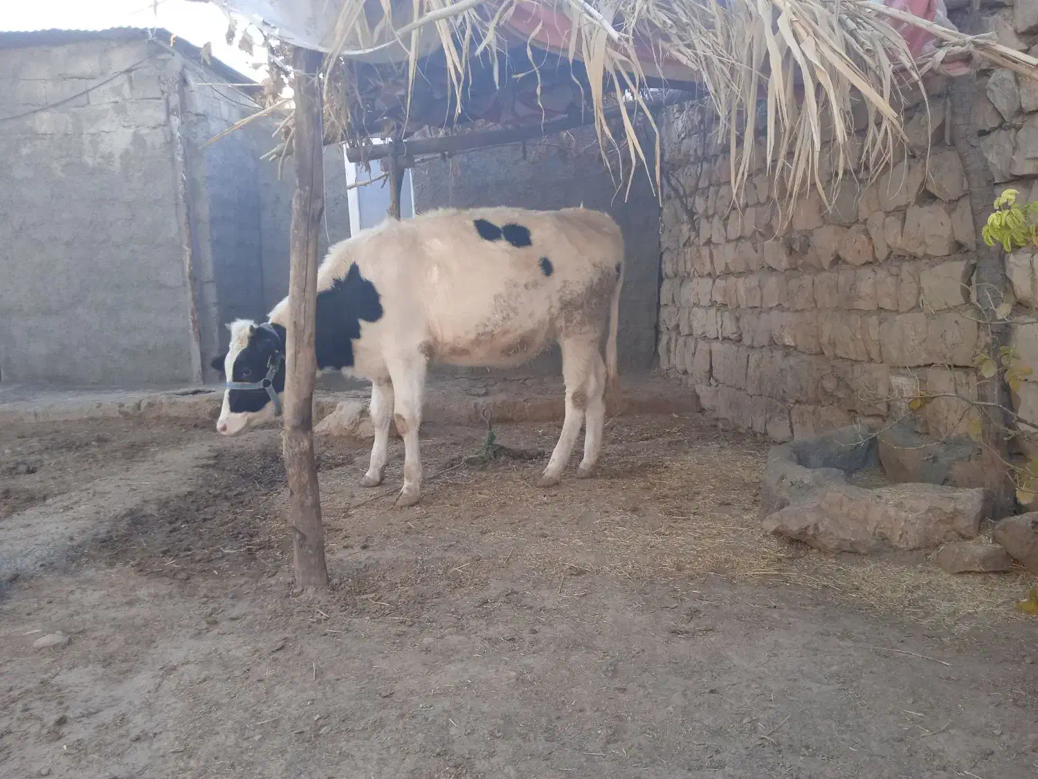 گوساله هولشتاین|حیوانات مزرعه|چگنی, |دیوار