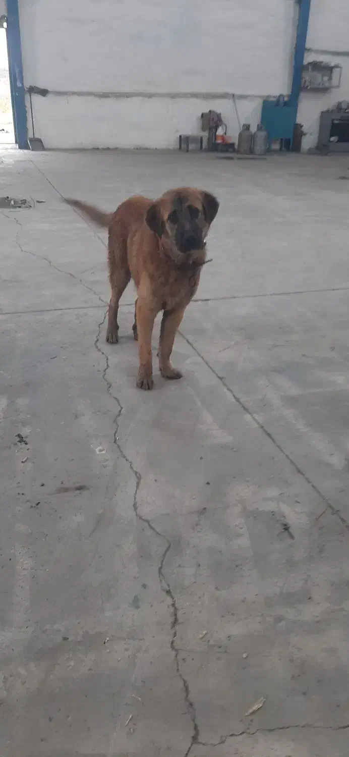 سگ خراسانی نر|سگ|جلین, |دیوار