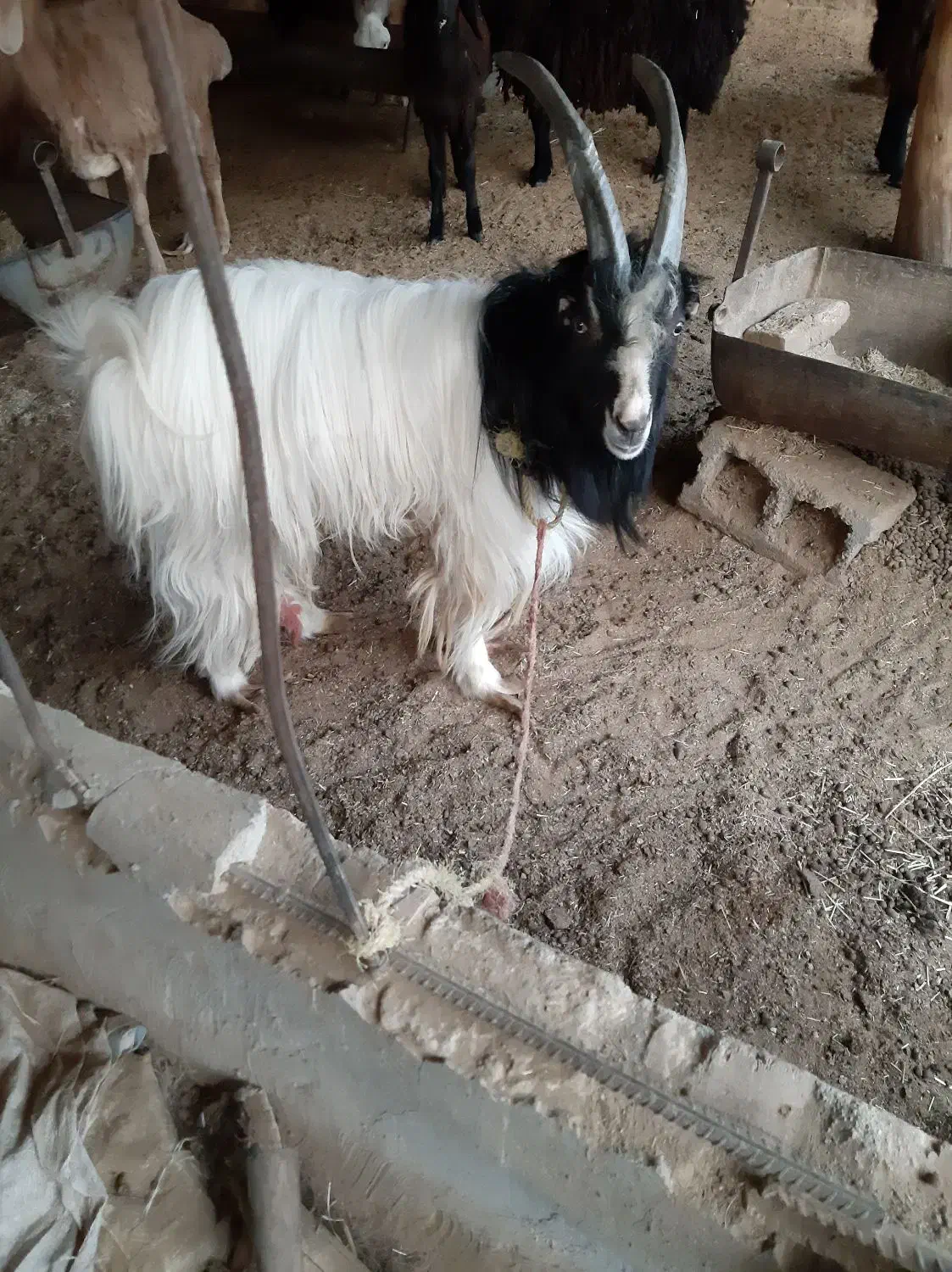 چندراس بره چینی افغان درجه یک راس بزغاله نر|حیوانات مزرعه|پاکدشت, پاکدشت (مامازند)|دیوار