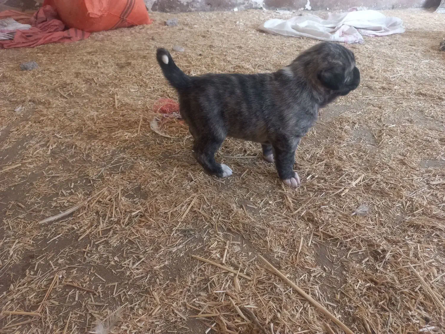 کبوتر.|سگ|شوشتر, |دیوار