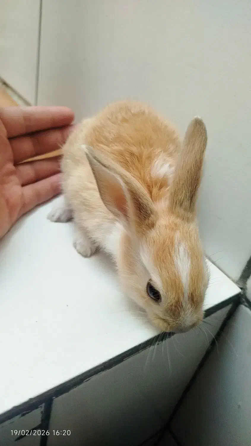 خرگوش|موش و خرگوش|فسا, |دیوار