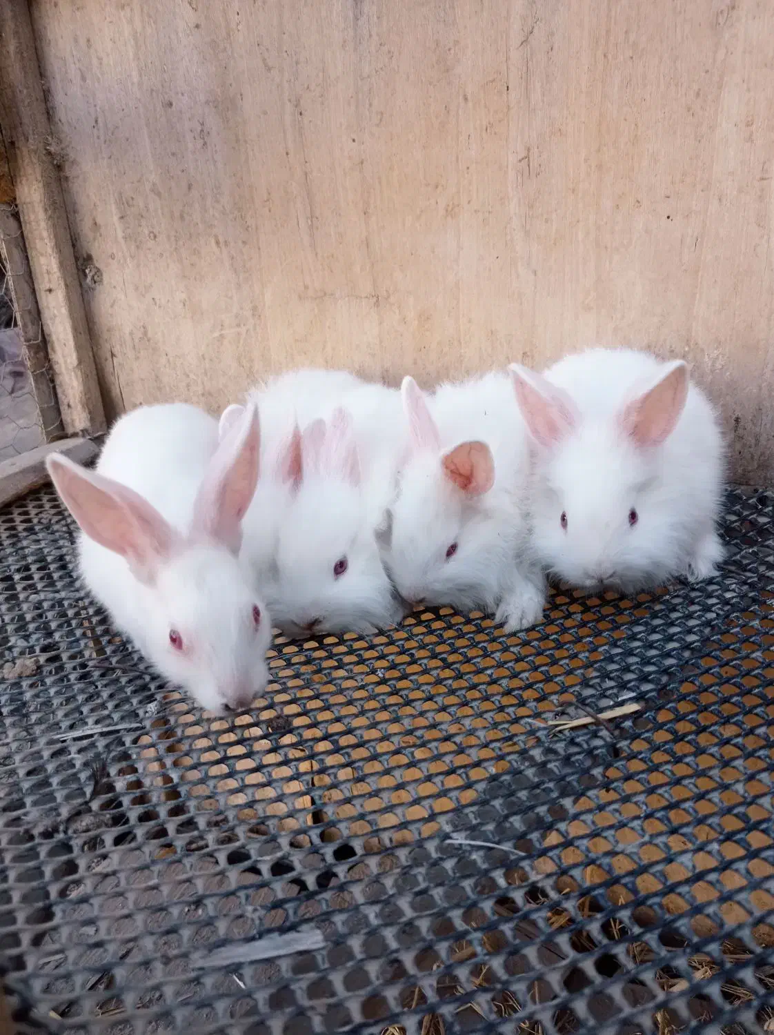 خرگوش کوچیک|موش و خرگوش|قلعه قاضی, |دیوار