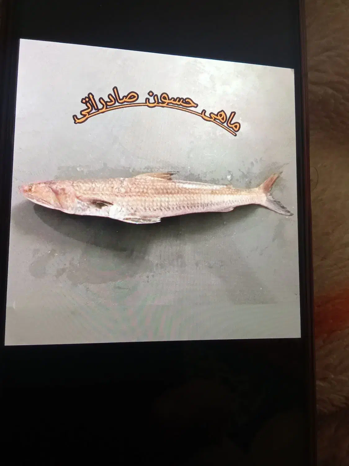 ماهی شوریده وقزل|ماهی|ایلام, |دیوار