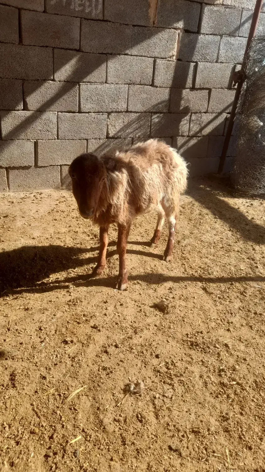 گوسفند|حیوانات مزرعه|کرمانشاه, |دیوار