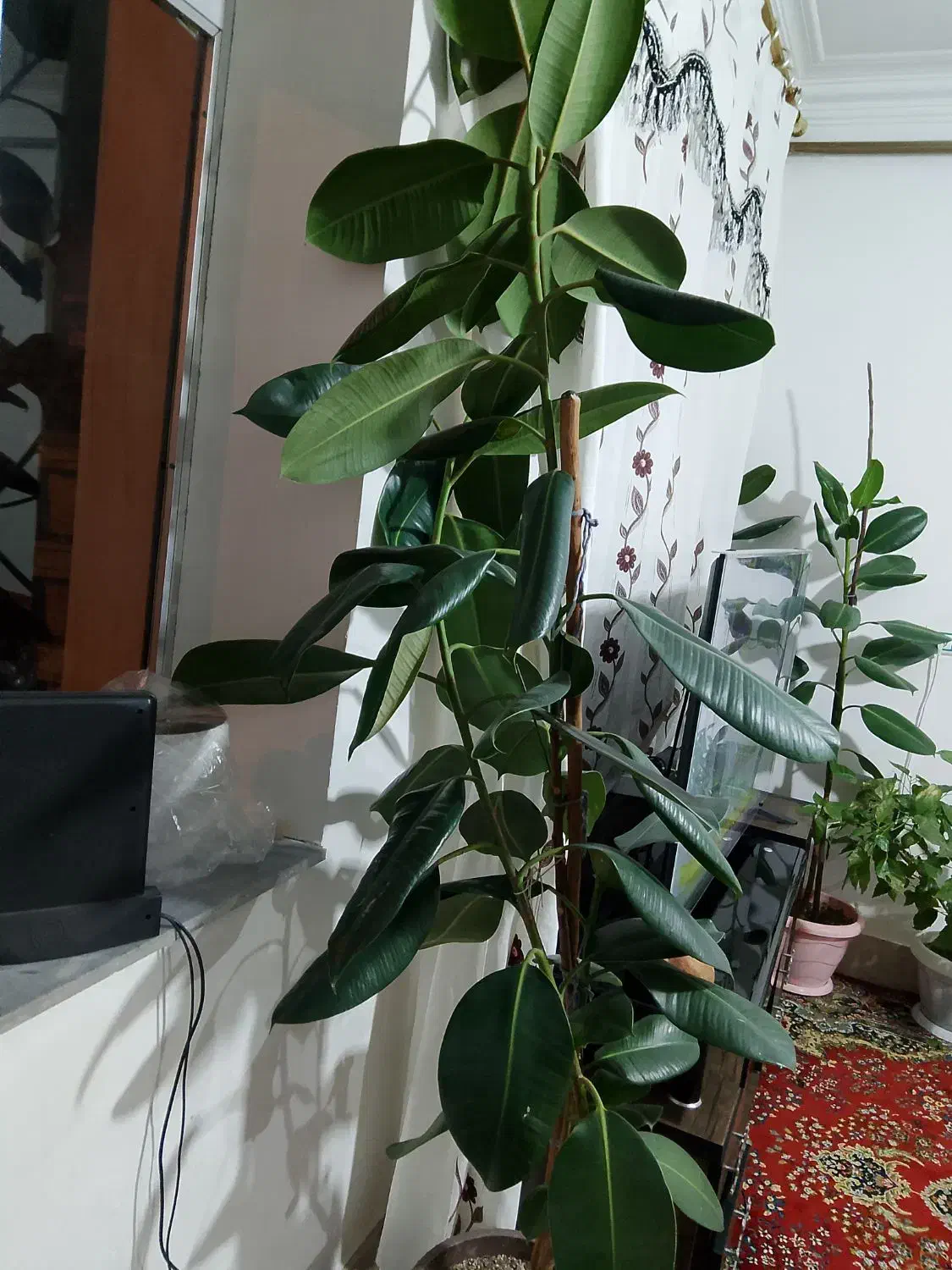 گل های خانگی|گل و گیاه طبیعی|مشگین شهر, |دیوار