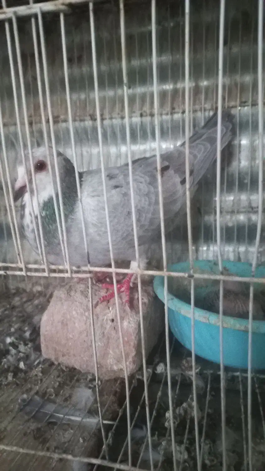 گمشده|حیوانات|بیرجند, |دیوار