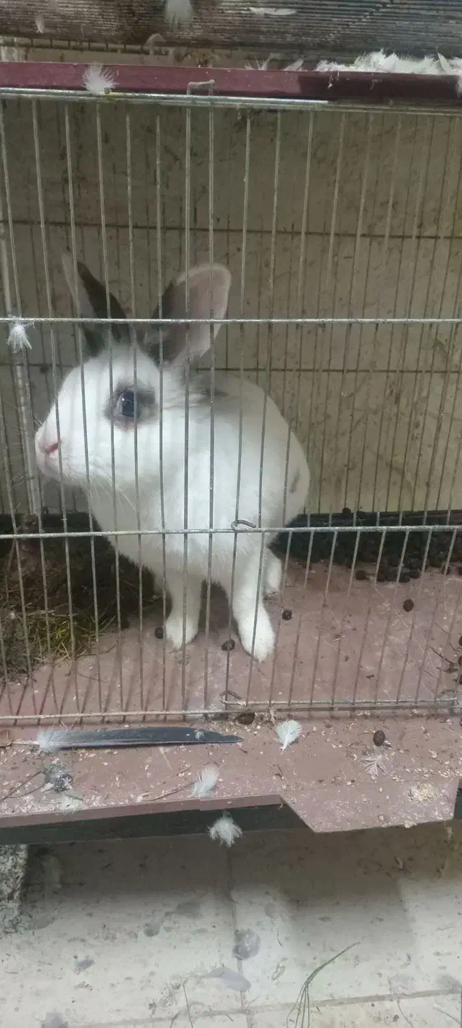 خرکوش نر|موش و خرگوش|کومله, |دیوار