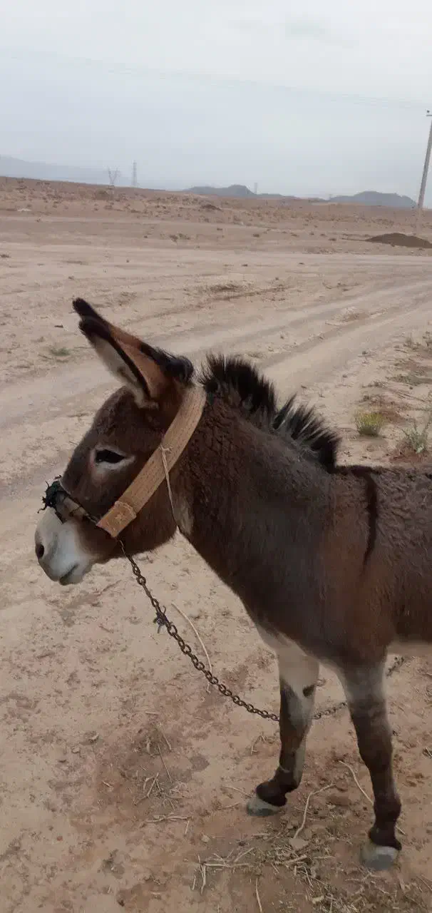 خرماده|حیوانات مزرعه|مبارکه, |دیوار