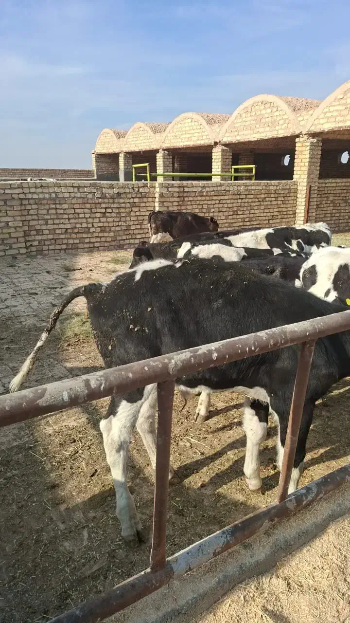 گوساله نر صنعتی|حیوانات مزرعه|جعفرآباد, |دیوار