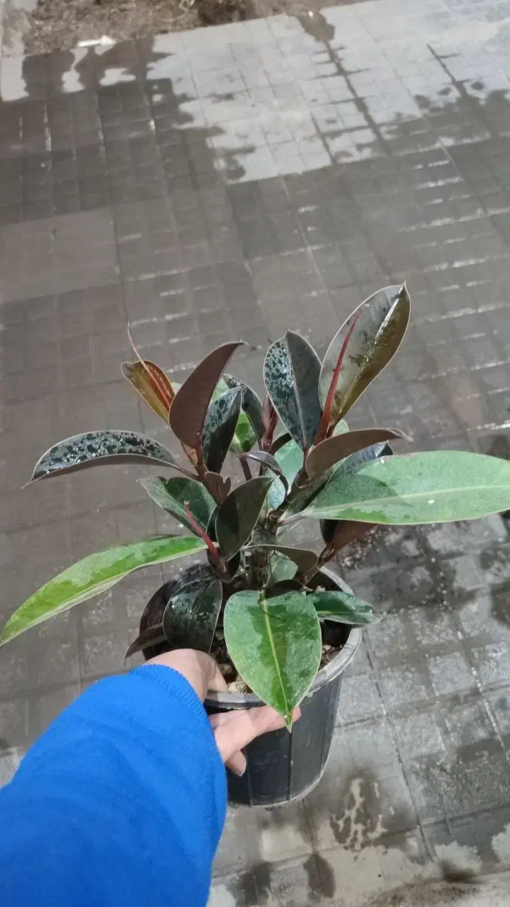 تعویض گلدون|گل و گیاه طبیعی|تربت‌حیدریه, قائم|دیوار