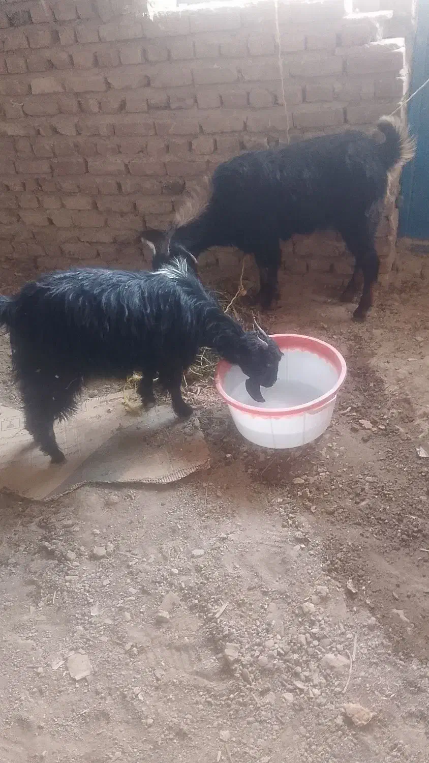 سلام بزفروشی هستن یا مشتری کنار میایم|حیوانات مزرعه|خاش, |دیوار