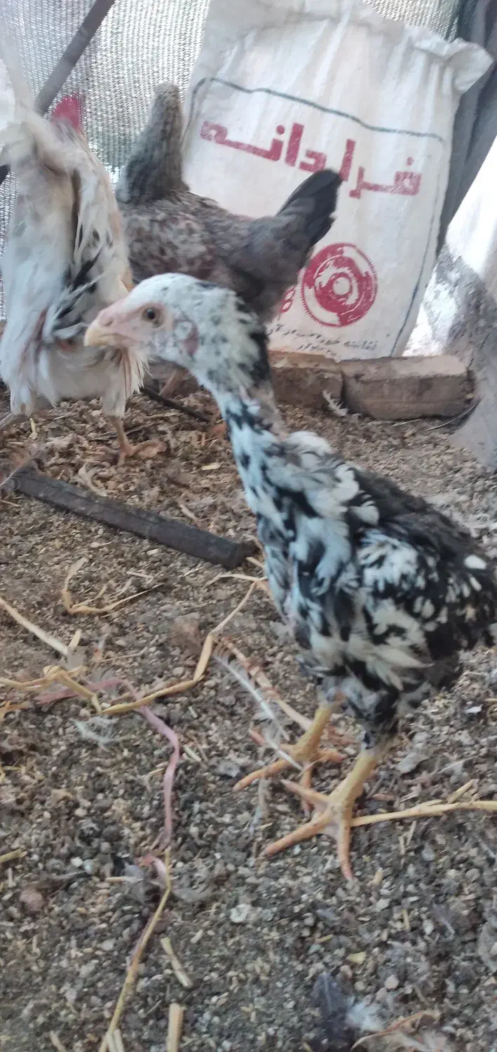 لاری جوجه محلی خروس مرغ|حیوانات مزرعه|رباط‌کریم, نصیرشهر|دیوار