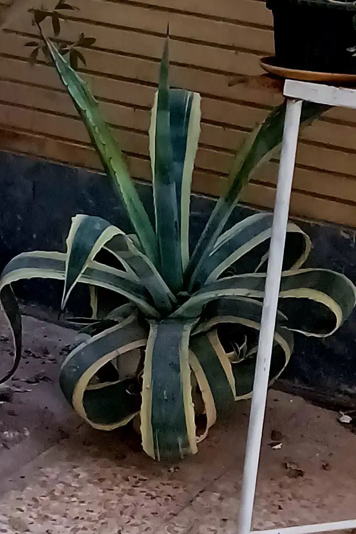 آگاو بزرگ|گل و گیاه طبیعی|اصفهان, تخت فولاد|دیوار