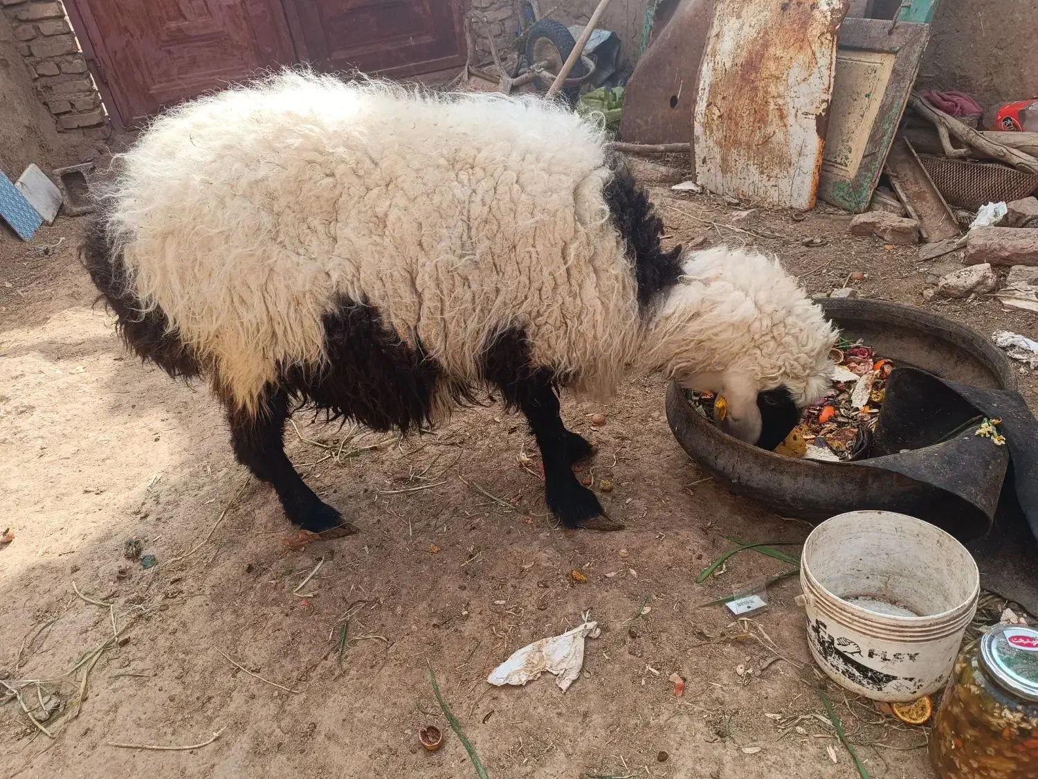 میش زاییده|حیوانات مزرعه|خوسف, |دیوار