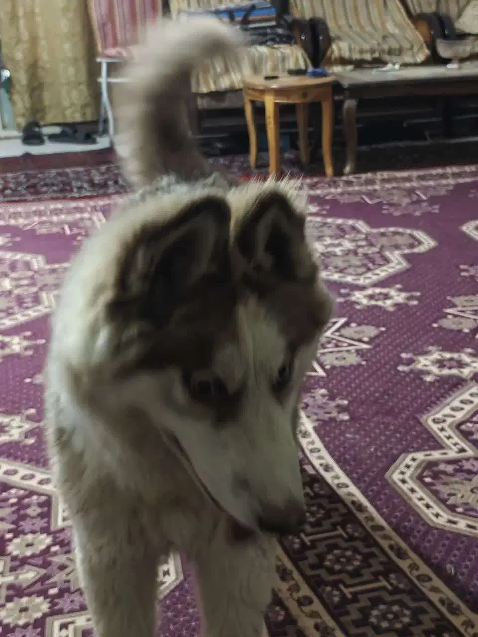 واگذاری توله هاسکی مالاموت|سگ|اصفهان, باغ زرشک|دیوار