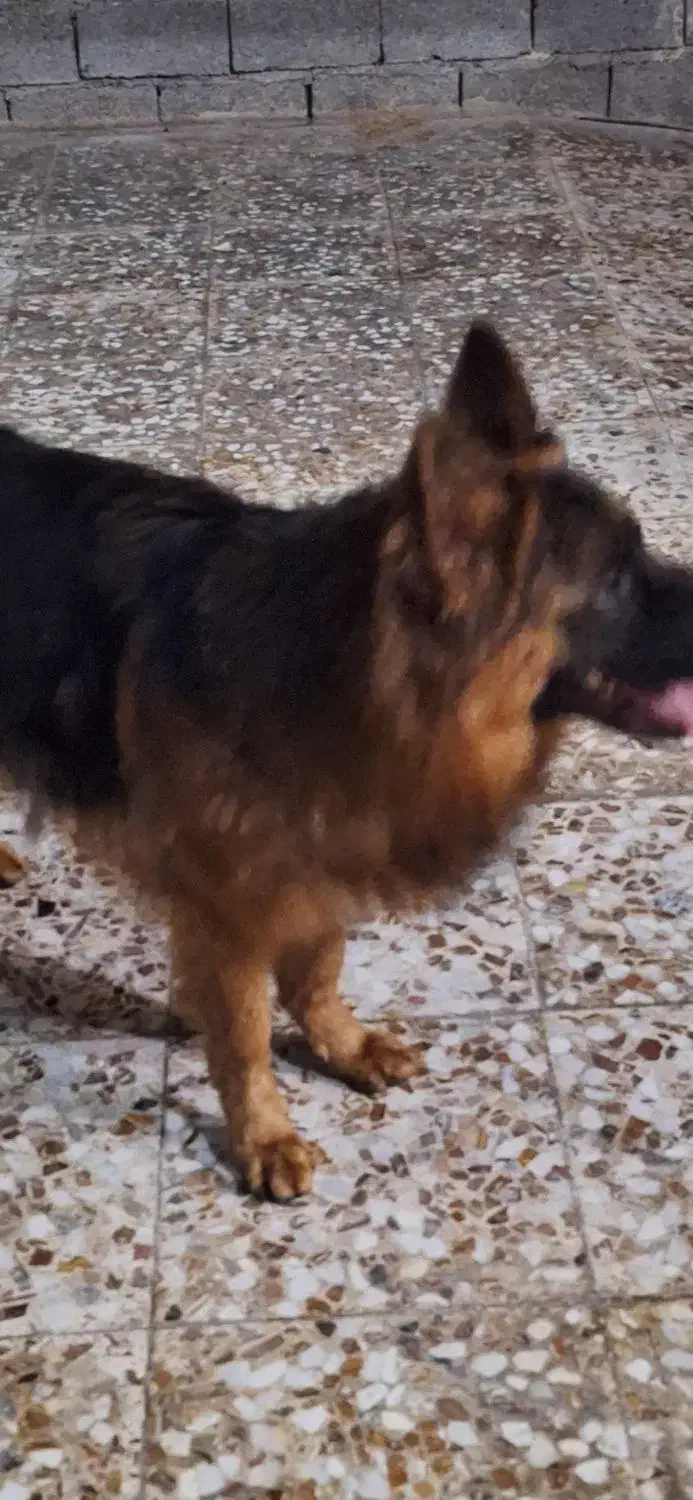 فروش ژرمن|سگ|شیراز, زرهی|دیوار