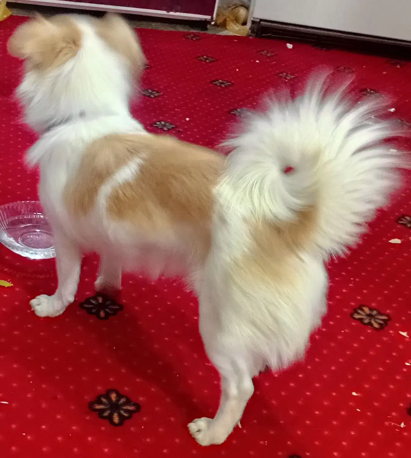 فروش و معاوضه|سگ|پاکدشت, پاکدشت (مامازند)|دیوار