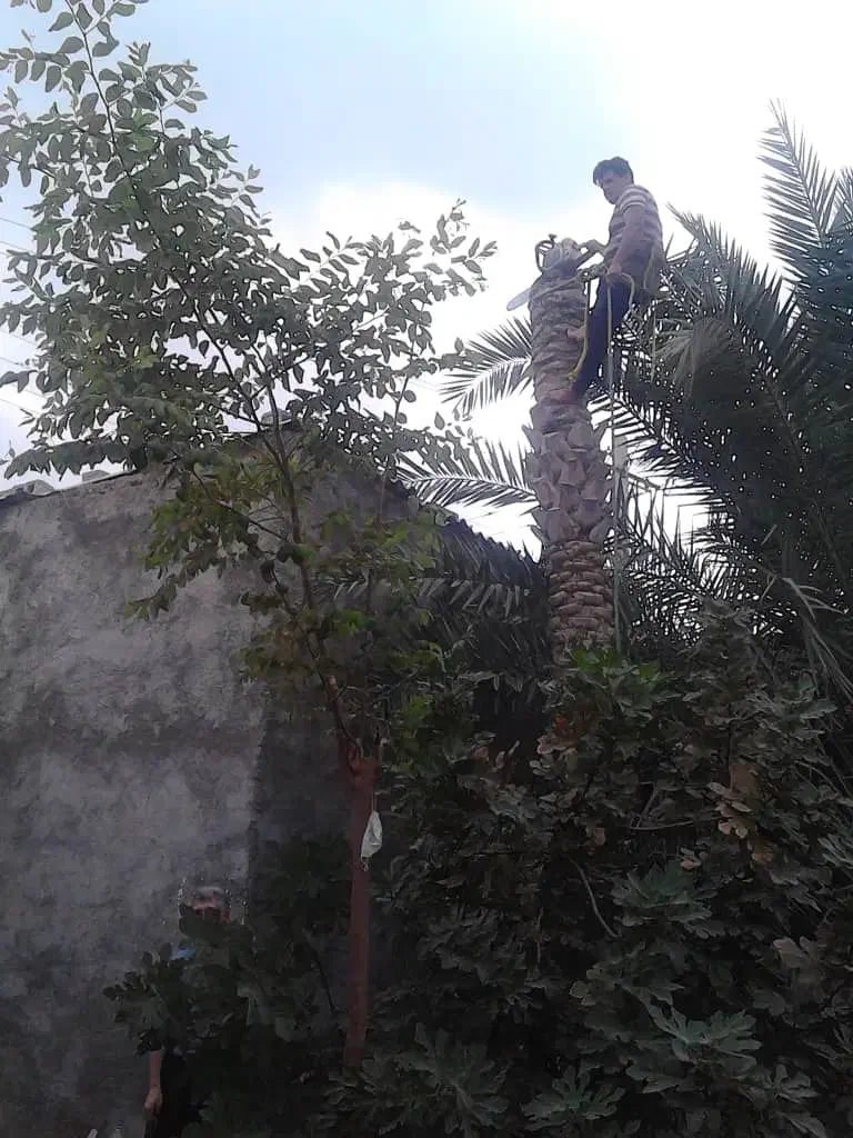 قطع و برش نخل درسراسر استان|خدمات باغبانی و درختکاری|بوشهر, |دیوار