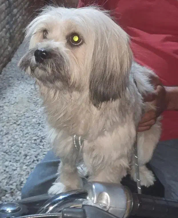 سگ شیتزو|سگ|اصفهان, مهرآباد|دیوار