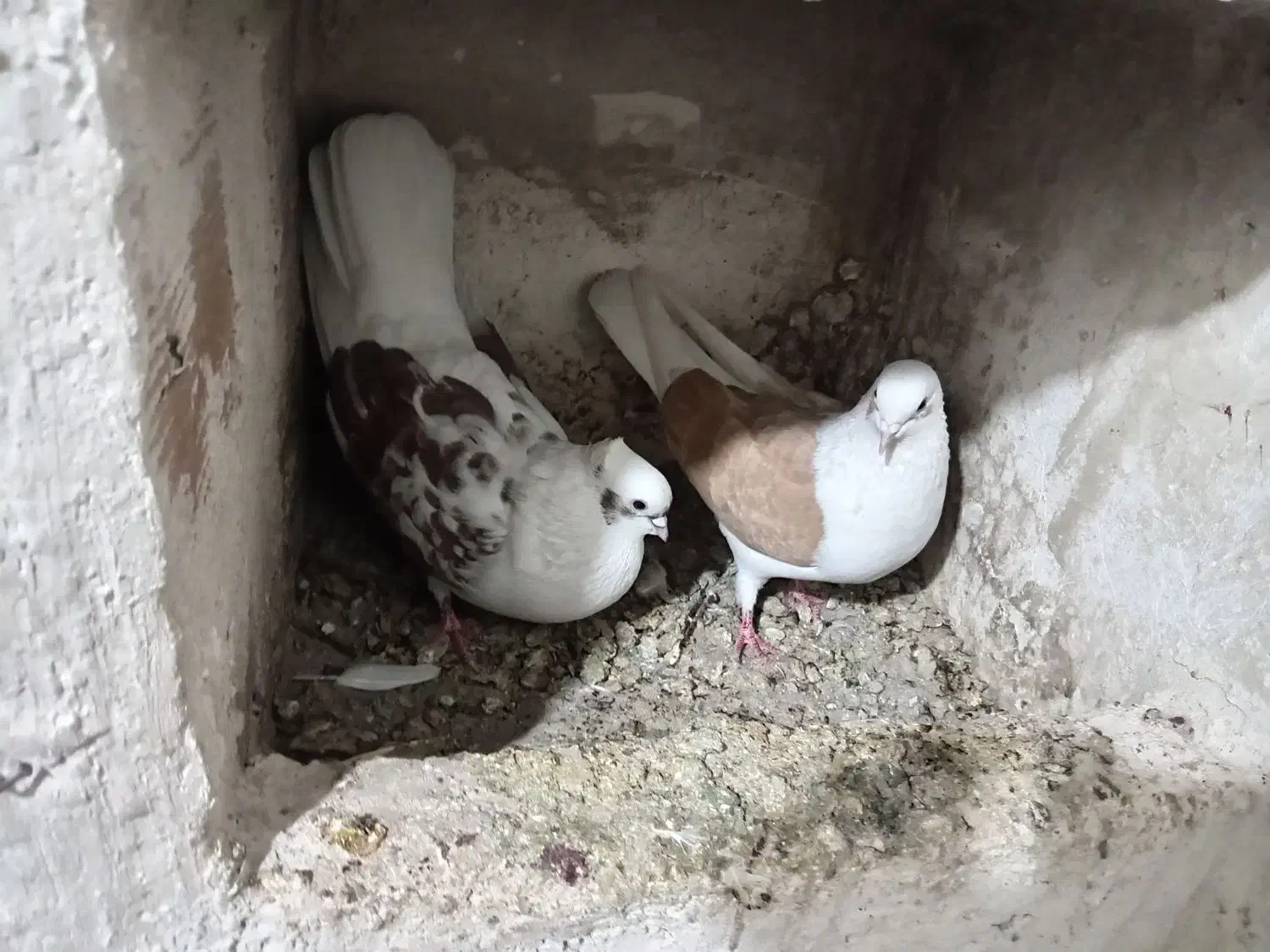 تهرانی|پرنده|تبریز, |دیوار