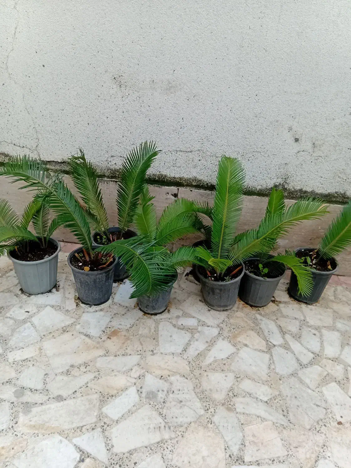 ۱۵ عدد سیکاس جوان|گل و گیاه طبیعی|رشت, رشتیان|دیوار