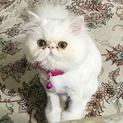 گربه نژاد پرشین|گربه|لواسان, |دیوار