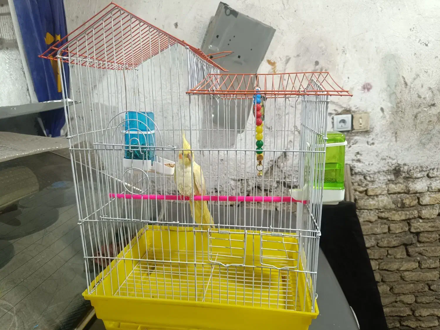 پرنده|پرنده|اردبیل, |دیوار