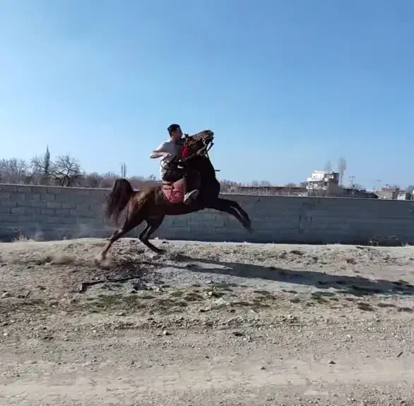 اسب نریان|اسب و تجهیزات اسب‌سواری|بناب, |دیوار