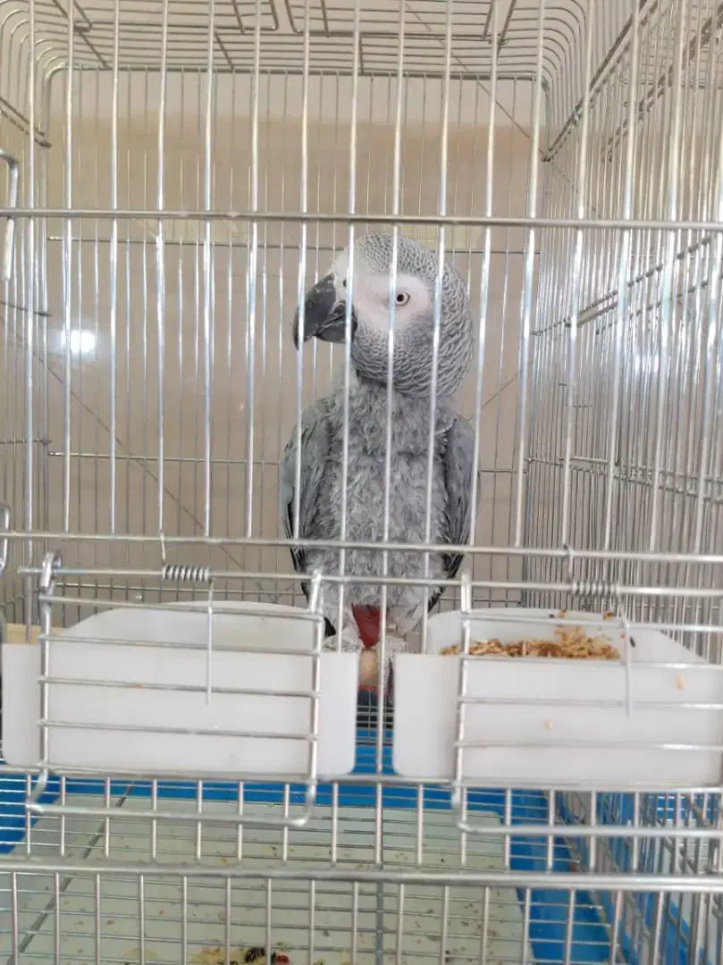 کاسکو ماده با استعدادفوق العاده کلام بالا حلقه پا|پرنده|تهران, اسکندری|دیوار