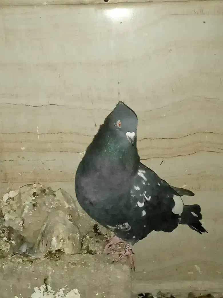 کبوتر کلهای ماده|پرنده|لالی, |دیوار