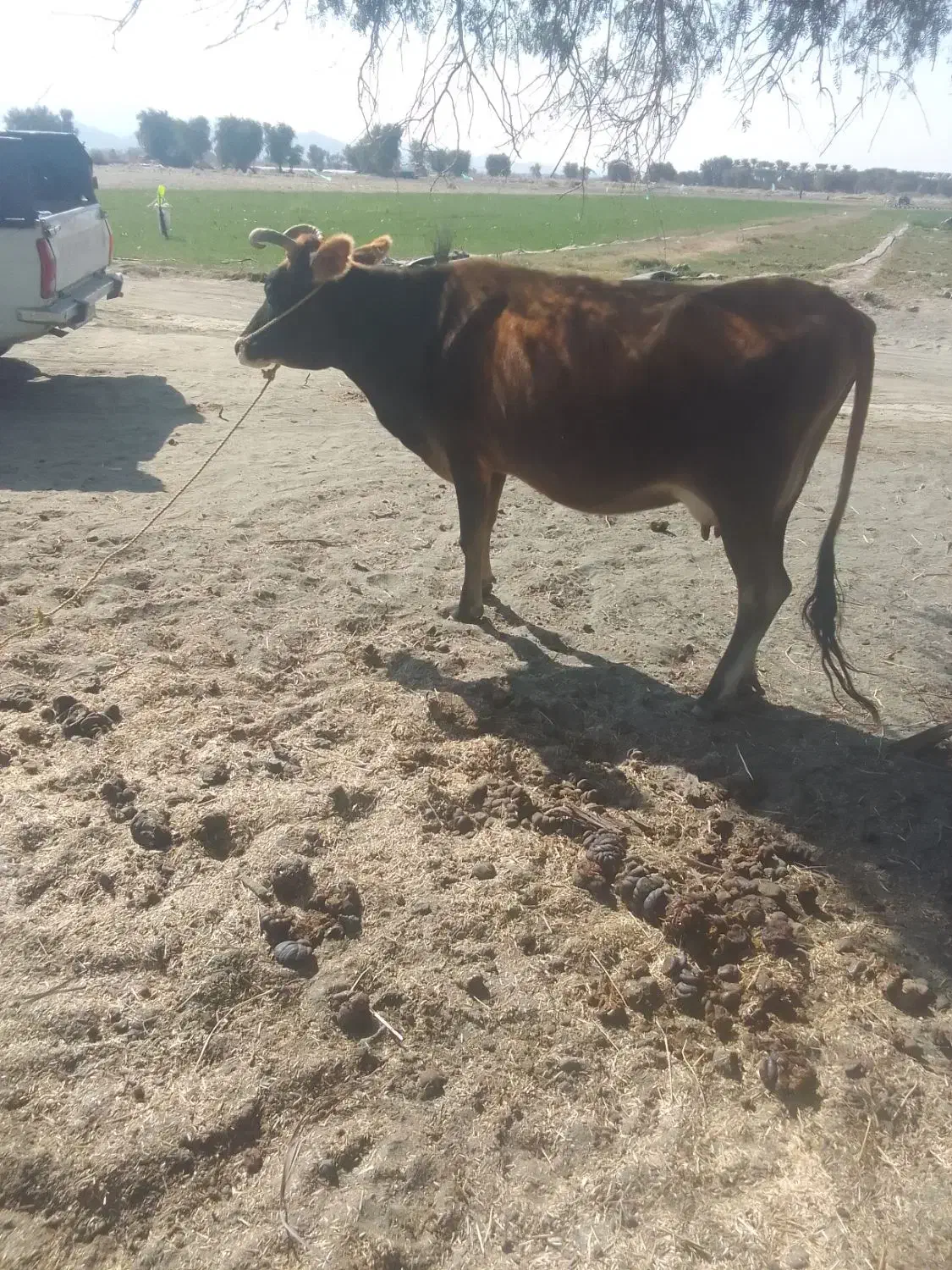 گاو گوساله.|حیوانات مزرعه|چاه مرید, |دیوار