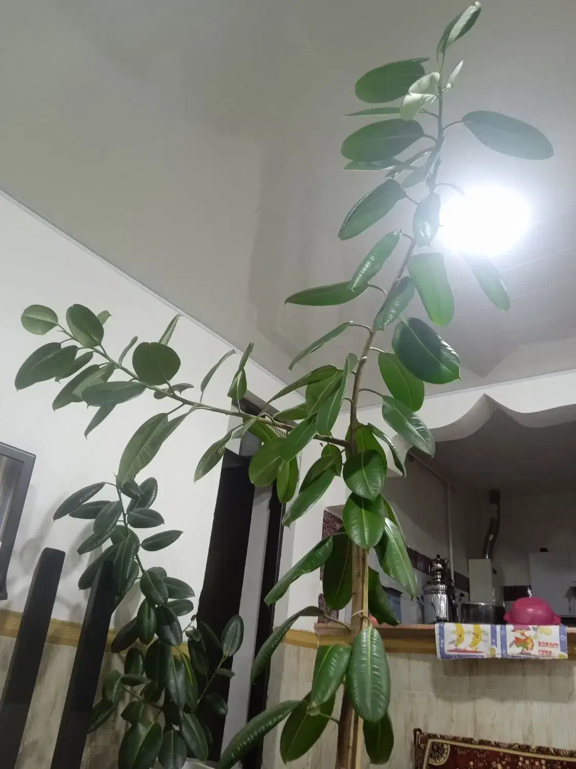 گوش فیل طبیعی|گل و گیاه طبیعی|مهاباد (آذربایجان غربی), |دیوار