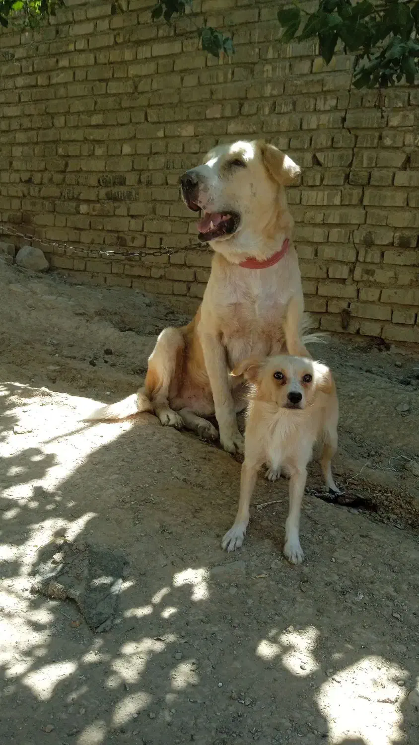 واگذاری سگ پژدر|سگ|ایجرود, |دیوار